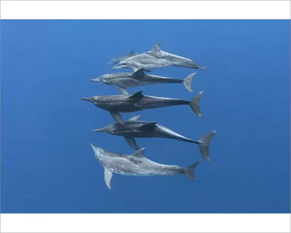 Rough-toothed dolphins (Steno bredanensis) small group swimming at depth. Vavaau, Tonga