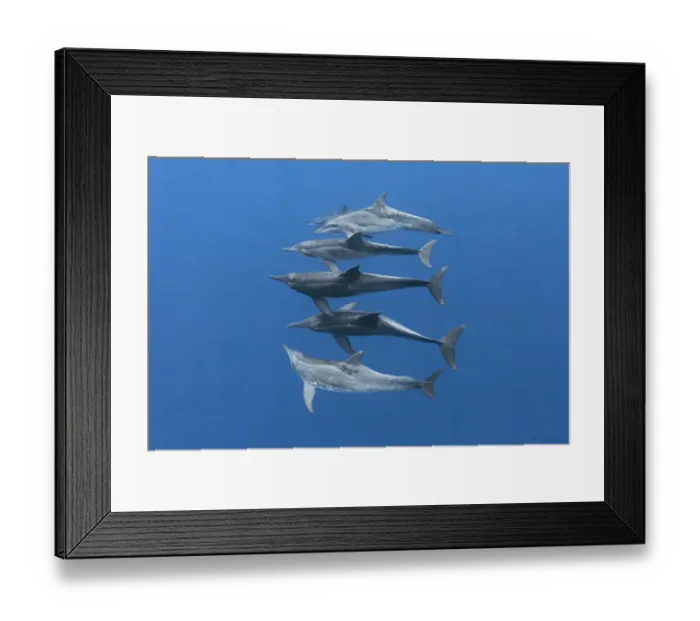 Framed Print : Rough-toothed dolphins (Steno bredanensis) small group swimming at depth. Vavaau, Tonga Framed Print : Rough-toothed dolphins (Steno bredanensis) small group swimming at depth. Vavaau, Tonga