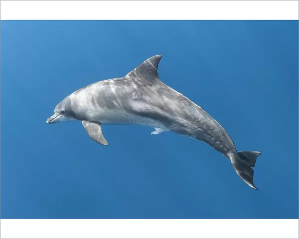 Indo-Pacific bottlenose dolphin (Tursiops aduncus) with penis extended. Ogasawara  /  Bonin Islands, Japan