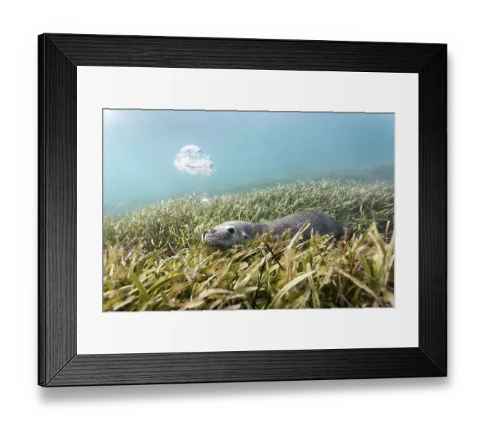 Framed Print : Australian sea lion (Neophoca cinerea) lying in a bed of sea grass, blowing bubbles. Carnac Island, Western Australia