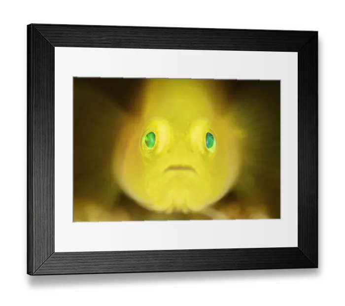 Framed Print : Yellow pygmy goby (Lubricogobius exiguus) portrait, Kashiwajima, Japan Framed Print : Yellow pygmy goby (Lubricogobius exiguus) portrait, Kashiwajima, Japan