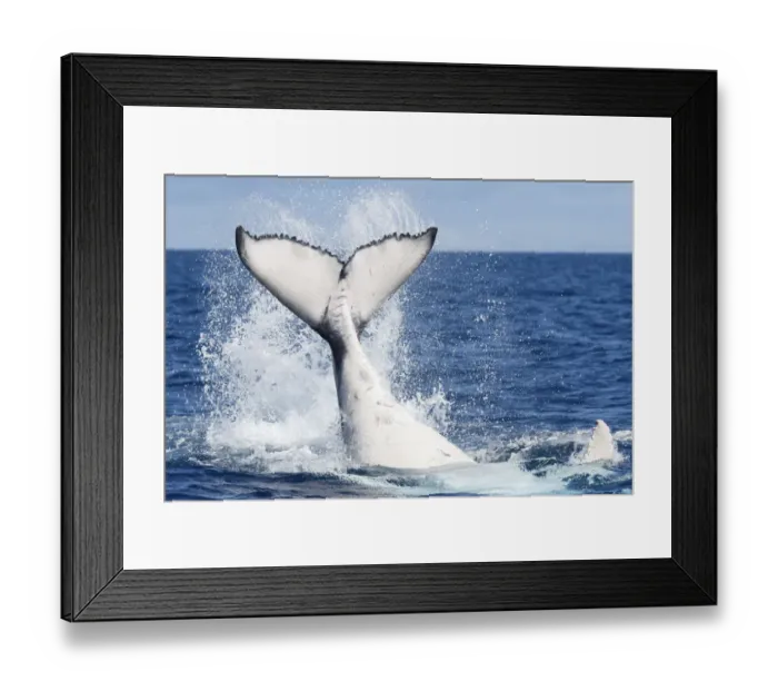 Framed Print : Humpback whale female calf (Megaptera novaeangliae australis) slapping the ocean