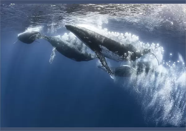 Humpback whale (Megaptera novaeangliae) heat run with seven males, male blowing bubbles