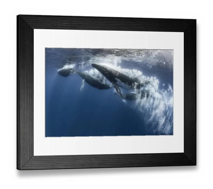 Framed Print : Humpback whale (Megaptera novaeangliae) heat run with seven males, male blowing bubbles Framed Print : Humpback whale (Megaptera novaeangliae) heat run with seven males, male blowing bubbles