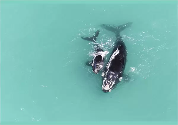 Aerial view of Southern right whale (Eubalaena australis) female with calf in shallow
