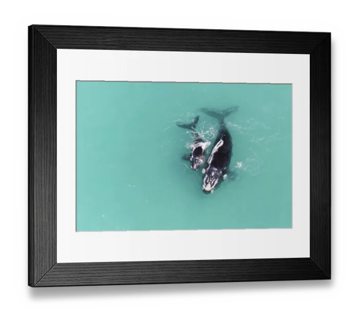 Framed Print : Aerial view of Southern right whale (Eubalaena australis) female with calf in shallow