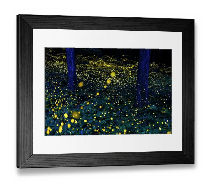 Framed Print : Fireflies (Luciola parvula himebotaru) flashing at night for courtship and reproduction. Gifu, Japan. Composite image Framed Print : Fireflies (Luciola parvula himebotaru) flashing at night for courtship and reproduction. Gifu, Japan. Composite image