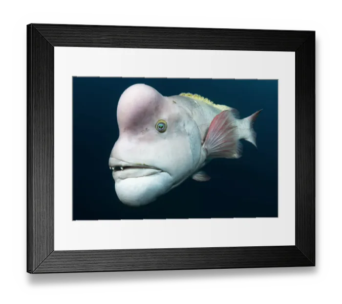 Framed Print : Asian sheepshead wrasse (Semicossyphus reticulatus) mature male in breeding colouration Framed Print : Asian sheepshead wrasse (Semicossyphus reticulatus) mature male in breeding colouration