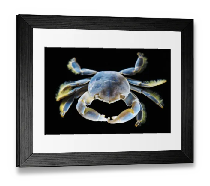 Framed Print : Columbus crab (Planes major) which was stranded on the beach, South Africa