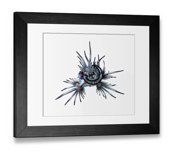 Framed Print : Blue sea slug (Glaucus atlanticus) that was washed ashore with a mass, multi-day stranding of thousands of Indo-Pacific Portuguese man-of-war (Physalia utriculus). This species predates Portuguese man of war and are immune to their venom Framed Print : Blue sea slug (Glaucus atlanticus) that was washed ashore with a mass, multi-day stranding of thousands of Indo-Pacific Portuguese man-of-war (Physalia utriculus). This species predates Portuguese man of war and are immune to their venom