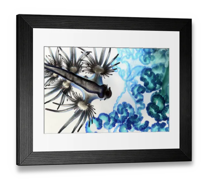 Framed Print : Blue sea slug (Glaucus atlanticus) approaching the venom-filled tentacles of a Indo-Pacific Portuguese man-of-war (Physalia utriculus). Both were washed ashore as part of a mass, multi-day stranding of thousands of Portuguese man-of-war Framed Print : Blue sea slug (Glaucus atlanticus) approaching the venom-filled tentacles of a Indo-Pacific Portuguese man-of-war (Physalia utriculus). Both were washed ashore as part of a mass, multi-day stranding of thousands of Portuguese man-of-war