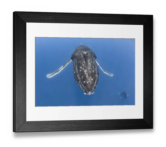 Framed Print : Humpback whale (Megaptera novaeangliae australis) female at rest, with her male calf
