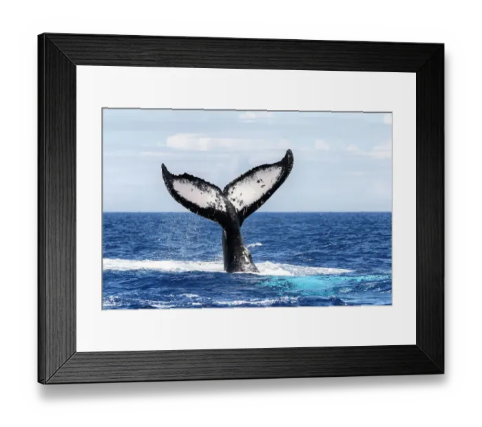Framed Print : Southern humpback whale (Megaptera novaeangliae australis), fluke of male as he dives. Vava'u, Tonga, South Pacific