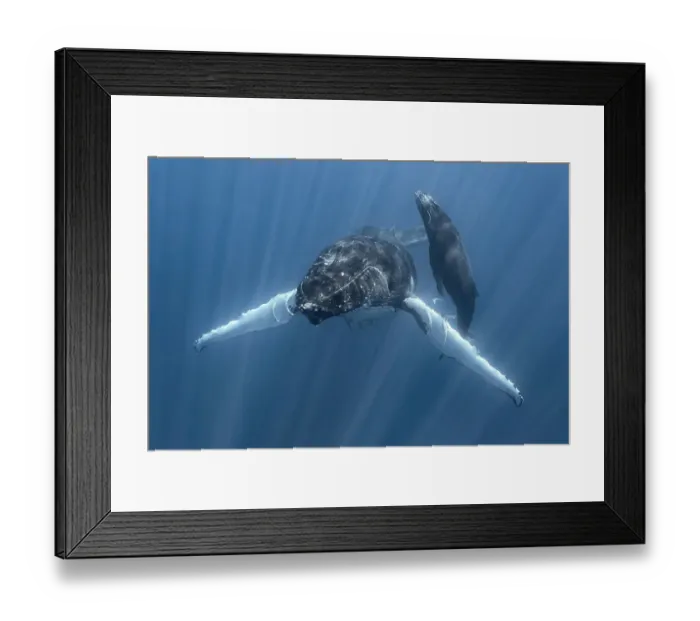 Framed Print : Humpback whale (Megaptera novaeangliae australis) female, stationary with calf heading to surface for breath of air. Vava'u, Tonga, South Pacific