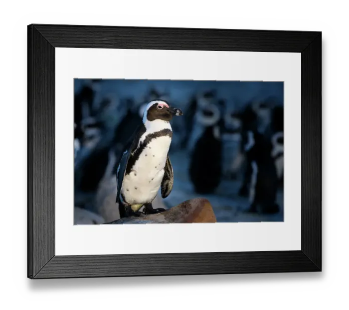 Framed Print : African penguin (Spheniscus demersus) standing on rock at dusk, with clustered penguins in background. South Africa. November