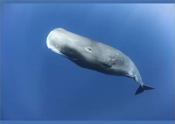 Sperm whale (Physeter macrocephalus) mature female, Dominica