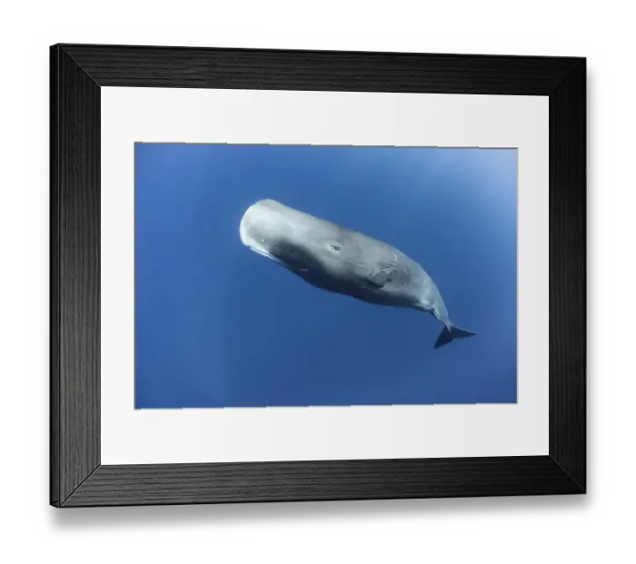 Framed Print : Sperm whale (Physeter macrocephalus) mature female, Dominica