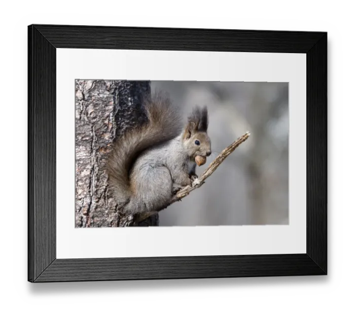 Framed Print : Eurasian red squirrel (Sciurus vulgaris orientis) sitting on branch with nut in mouth Framed Print : Eurasian red squirrel (Sciurus vulgaris orientis) sitting on branch with nut in mouth