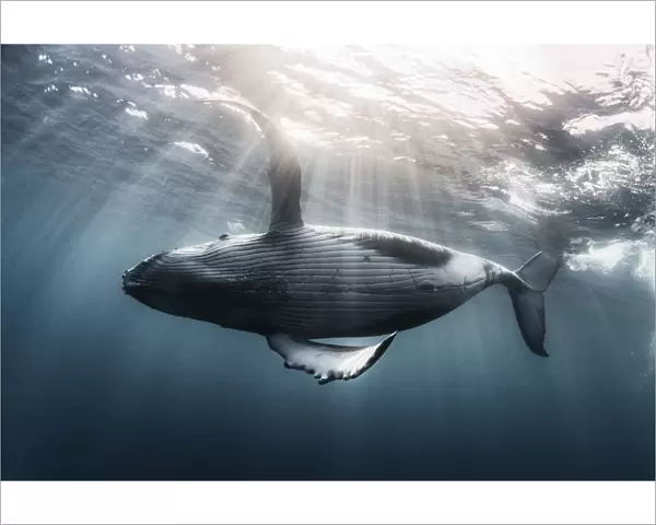 Humpback whale calf (Megaptera novaeangliae australis) swimming just under the ocean surface