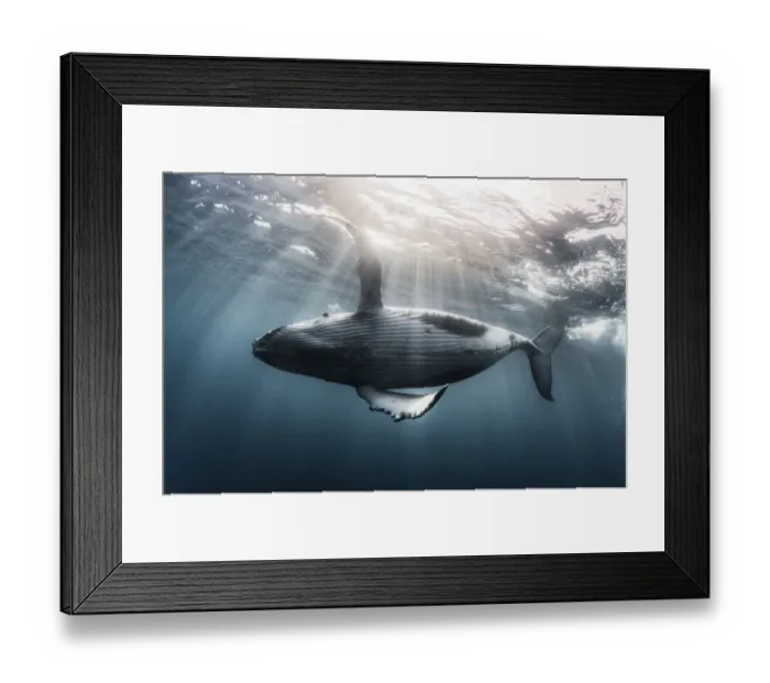 Framed Print : Humpback whale calf (Megaptera novaeangliae australis) swimming just under the ocean surface
