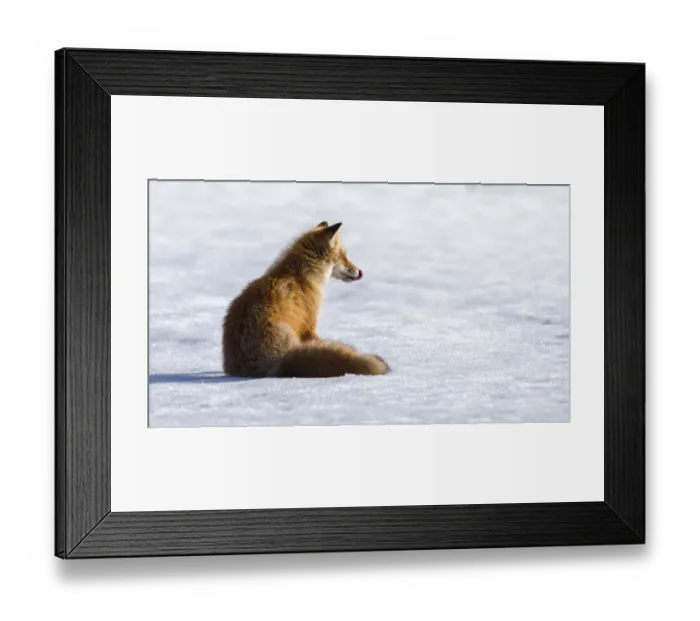 Framed Print : Ezo red fox (Vulpes vulpes schrencki) sitting on snow, licking lips after eating Vole Framed Print : Ezo red fox (Vulpes vulpes schrencki) sitting on snow, licking lips after eating Vole