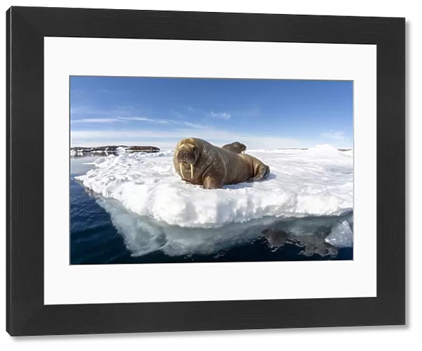 Atlantic walrus (Odobenus rosmarus rosmarus), two hauled out on ice. Svalbard, Norway