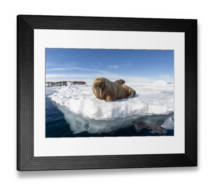 Framed Print : Atlantic walrus (Odobenus rosmarus rosmarus), two hauled out on ice. Svalbard, Norway Framed Print : Atlantic walrus (Odobenus rosmarus rosmarus), two hauled out on ice. Svalbard, Norway