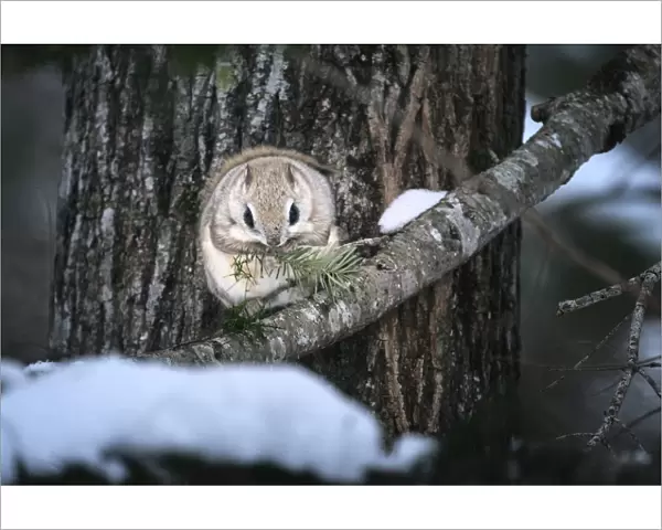 Siberian flying squirrel (Pteromys volans orii) feeding on Sakhalin fir tree. Hokkaido, Japan