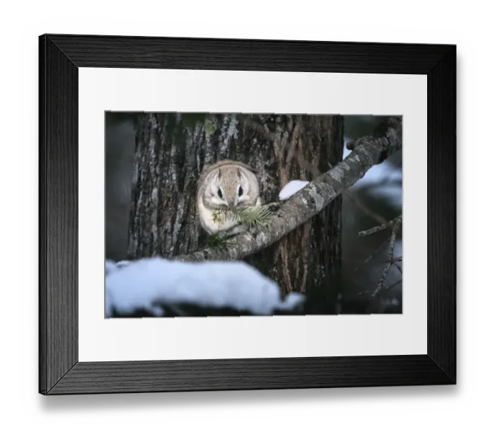 Framed Print : Siberian flying squirrel (Pteromys volans orii) feeding on Sakhalin fir tree. Hokkaido, Japan