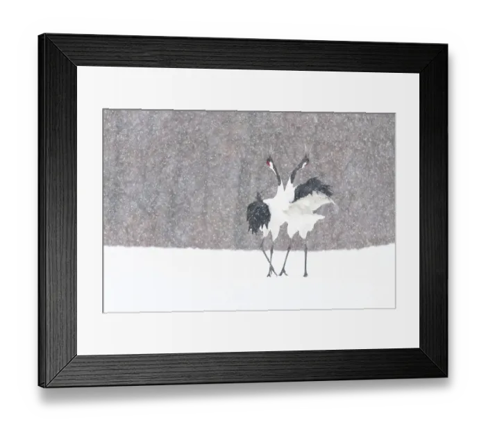Framed Print : Manchurian crane (Grus japonensis) pair in courtship dance during snowstorm. Hokkaido, Japan. March