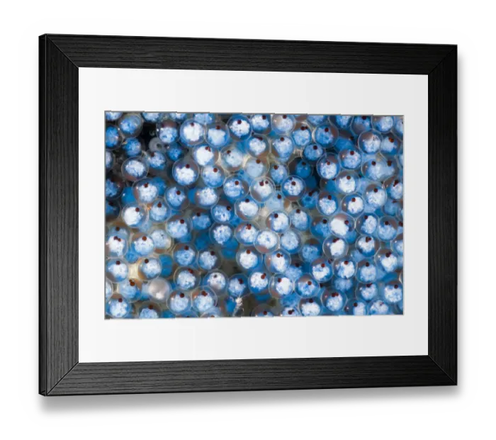 Framed Print : Sculpin (Bero elegans) eggs. Hokkaido, Japan. May Framed Print : Sculpin (Bero elegans) eggs. Hokkaido, Japan. May