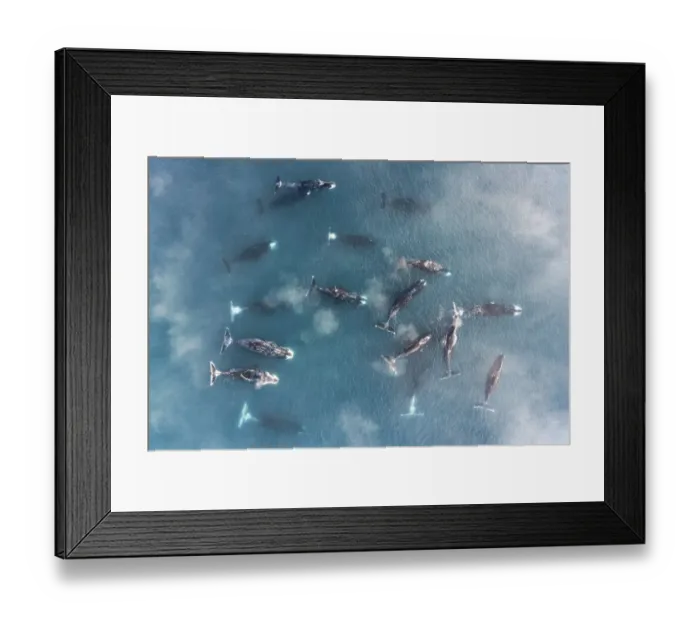 Framed Print : Bowhead whale (Balaena mysticetus), group socialising in shallow water, aerial view