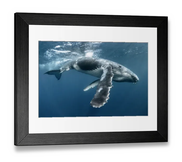 Framed Print : Humpback whale (Megaptera novaeangliae australis) male calf playing at ocean surface after coming up to breathe. Vava'u Islands, Tonga Framed Print : Humpback whale (Megaptera novaeangliae australis) male calf playing at ocean surface after coming up to breathe. Vava'u Islands, Tonga