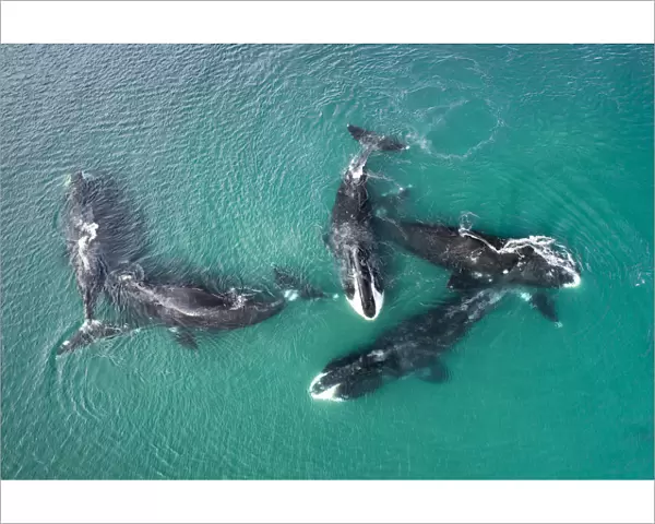 Bowhead whale (Balaena mysticetus), five whales socialising in shallow water, aerial view