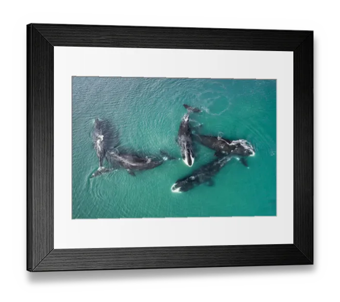 Framed Print : Bowhead whale (Balaena mysticetus), five whales socialising in shallow water, aerial view