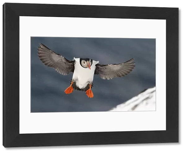 Puffin (Fratercula arctica) landing in snow, Norway, March