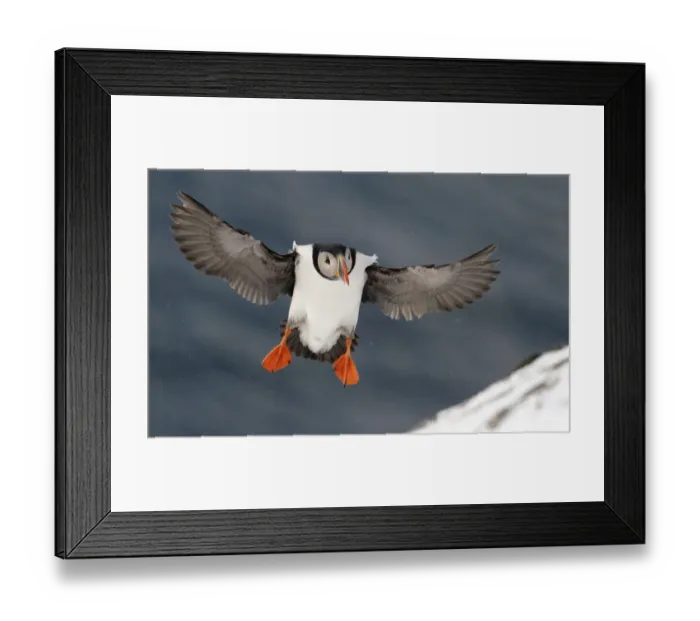 Framed Print : Puffin (Fratercula arctica) landing in snow, Norway, March Framed Print : Puffin (Fratercula arctica) landing in snow, Norway, March