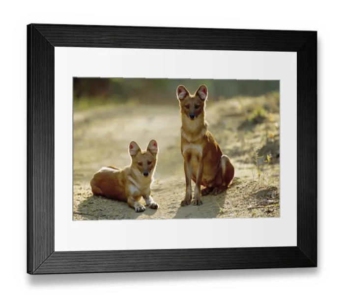 Framed Print : Dhole / Indian wild dog {Cuon alpinus} Kanha NP, India Framed Print : Dhole / Indian wild dog {Cuon alpinus} Kanha NP, India