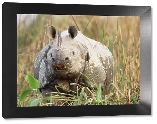 Indian rhinoceros grazing {Rhinoceros unicornis} Kaziranga NP, Assam, India