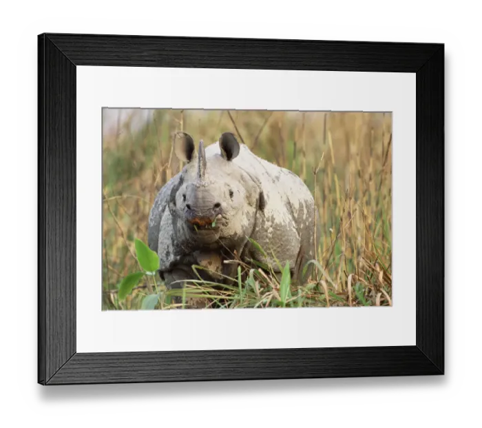 Framed Print : Indian rhinoceros grazing {Rhinoceros unicornis} Kaziranga NP, Assam, India Framed Print : Indian rhinoceros grazing {Rhinoceros unicornis} Kaziranga NP, Assam, India
