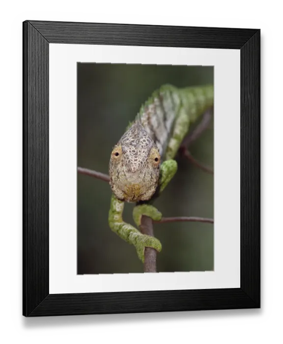 Framed Print : Oustalets chameleon pursuing prey {Furcifer oustaleti} Berenty NP, Madagascar Framed Print : Oustalets chameleon pursuing prey {Furcifer oustaleti} Berenty NP, Madagascar