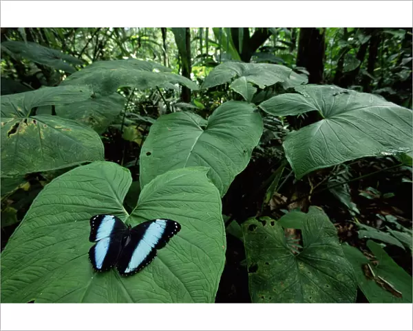RF- Morpho butterfly displaying on leaf (Morpho achilles). Amazonia, Ecuador