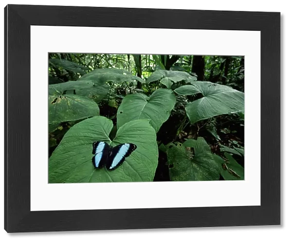 RF- Morpho butterfly displaying on leaf (Morpho achilles). Amazonia, Ecuador