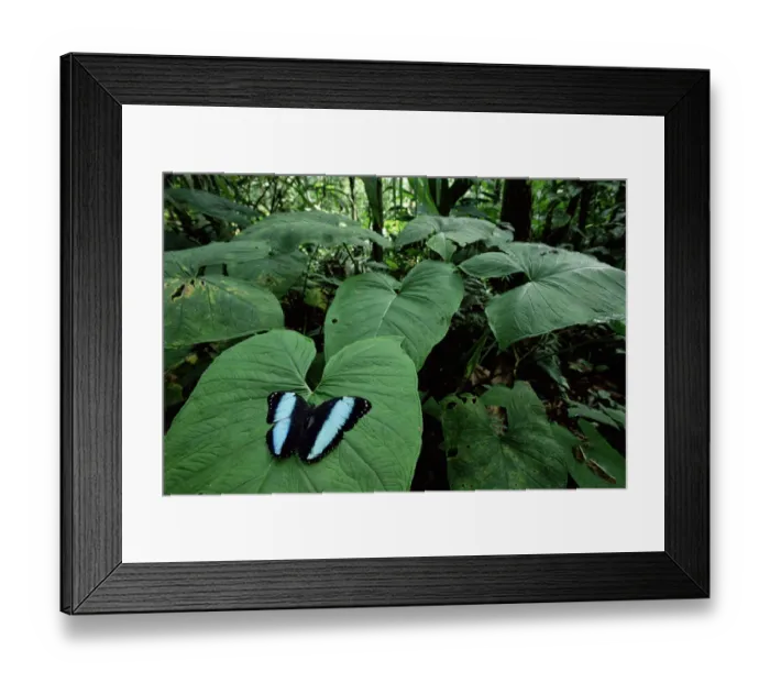Framed Print : RF- Morpho butterfly displaying on leaf (Morpho achilles). Amazonia, Ecuador Framed Print : RF- Morpho butterfly displaying on leaf (Morpho achilles). Amazonia, Ecuador