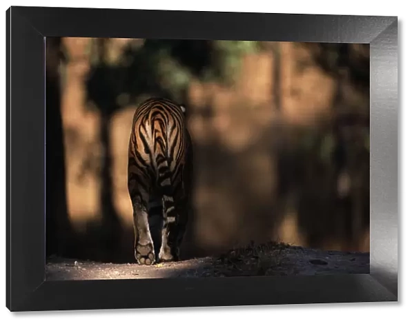 Rear view of male Bengal tiger walking {Panthera tigris tigris} Kanha NP, India