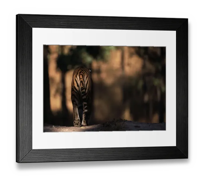 Framed Print : Rear view of male Bengal tiger walking {Panthera tigris tigris} Kanha NP, India Framed Print : Rear view of male Bengal tiger walking {Panthera tigris tigris} Kanha NP, India