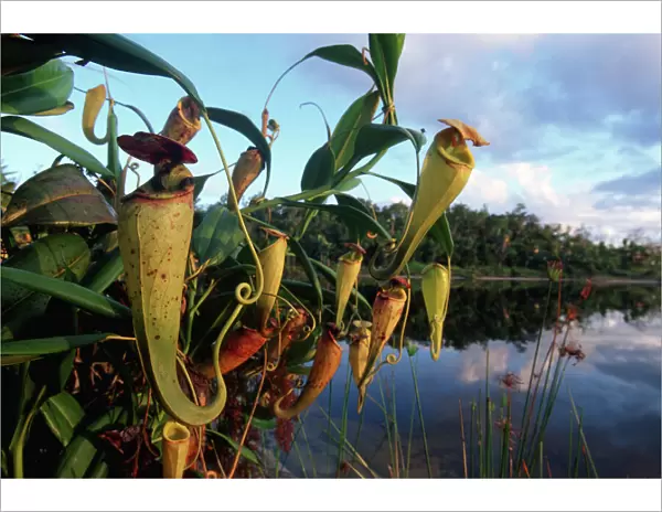 Madagascar pitcher plants {Nepenthes madagascariensis} Pangalanes canal, East Madagascar