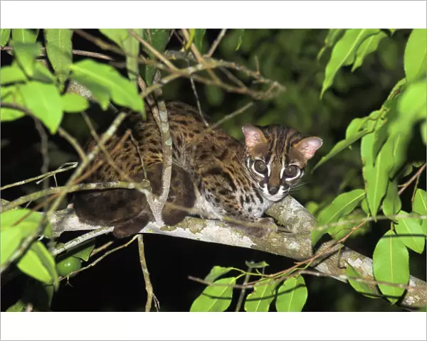 Adult Leopard Cat {Felis  /  Prionailurus bengalensis} portrait resting in tree, riverine forest