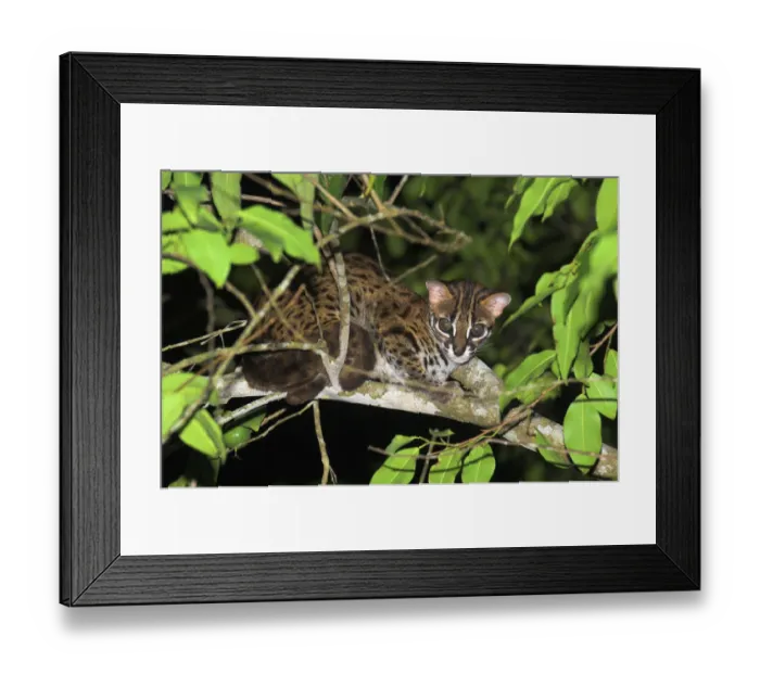 Framed Print : Adult Leopard Cat {Felis / Prionailurus bengalensis} portrait resting in tree, riverine forest Framed Print : Adult Leopard Cat {Felis / Prionailurus bengalensis} portrait resting in tree, riverine forest