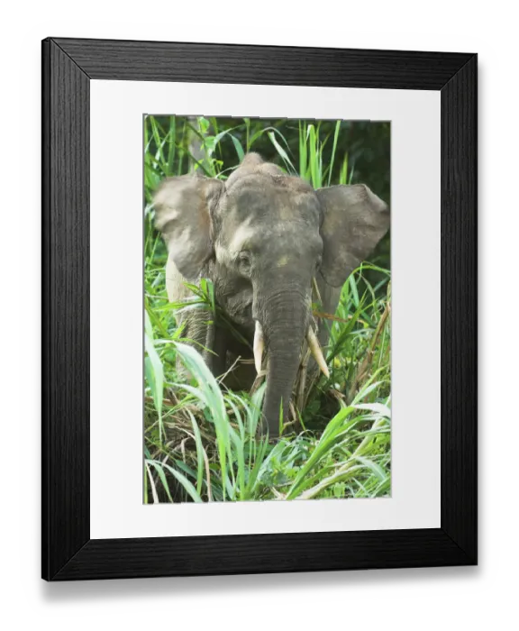 Framed Print : Bornean pygmy elephant (Elephas maximus boreensis) young male feeding. Kinabatangan Framed Print : Bornean pygmy elephant (Elephas maximus boreensis) young male feeding. Kinabatangan